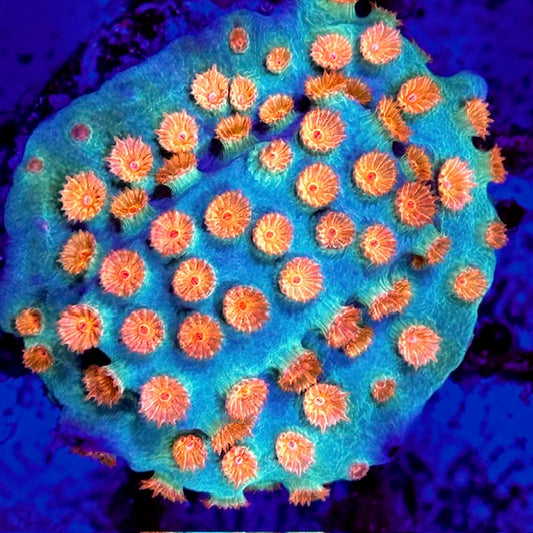 Cyphastrea