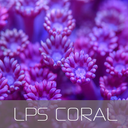 LPS Corals