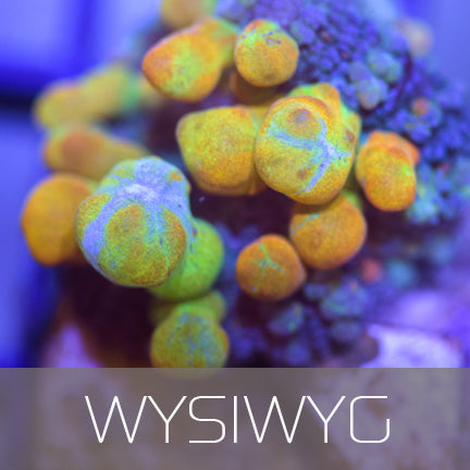 WYSIWYG