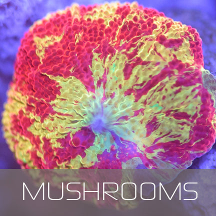 Mushrooms