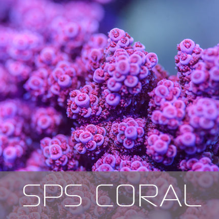 SPS Corals