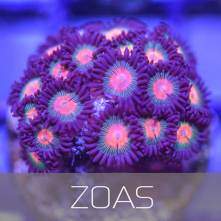 Zoas